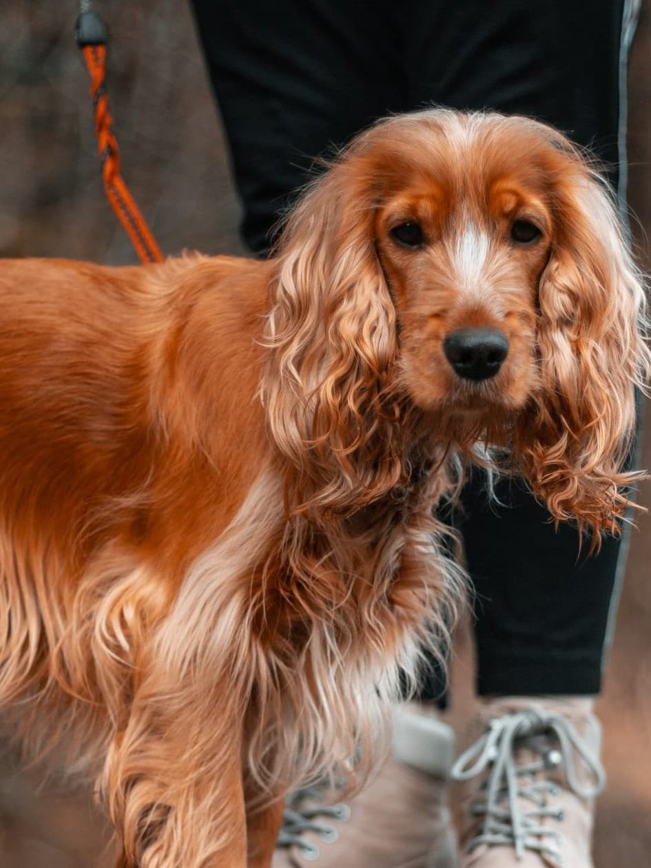 Dog with shiny coat