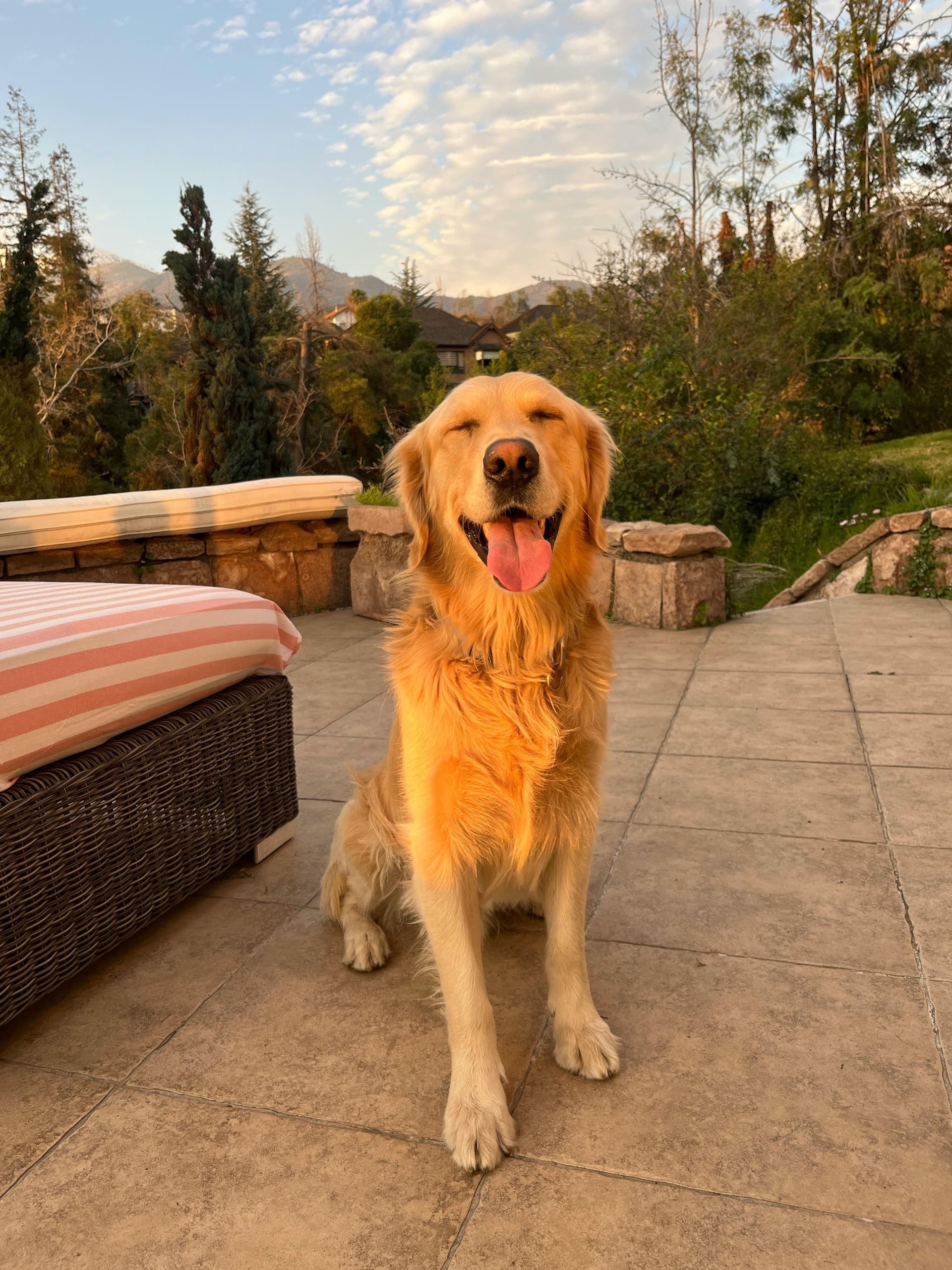 Happy golden retriever