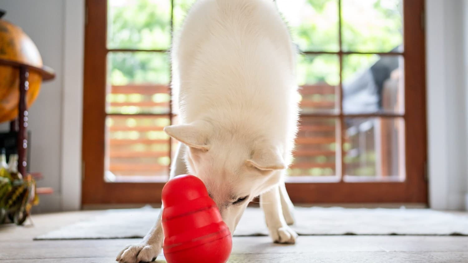 Playful dog