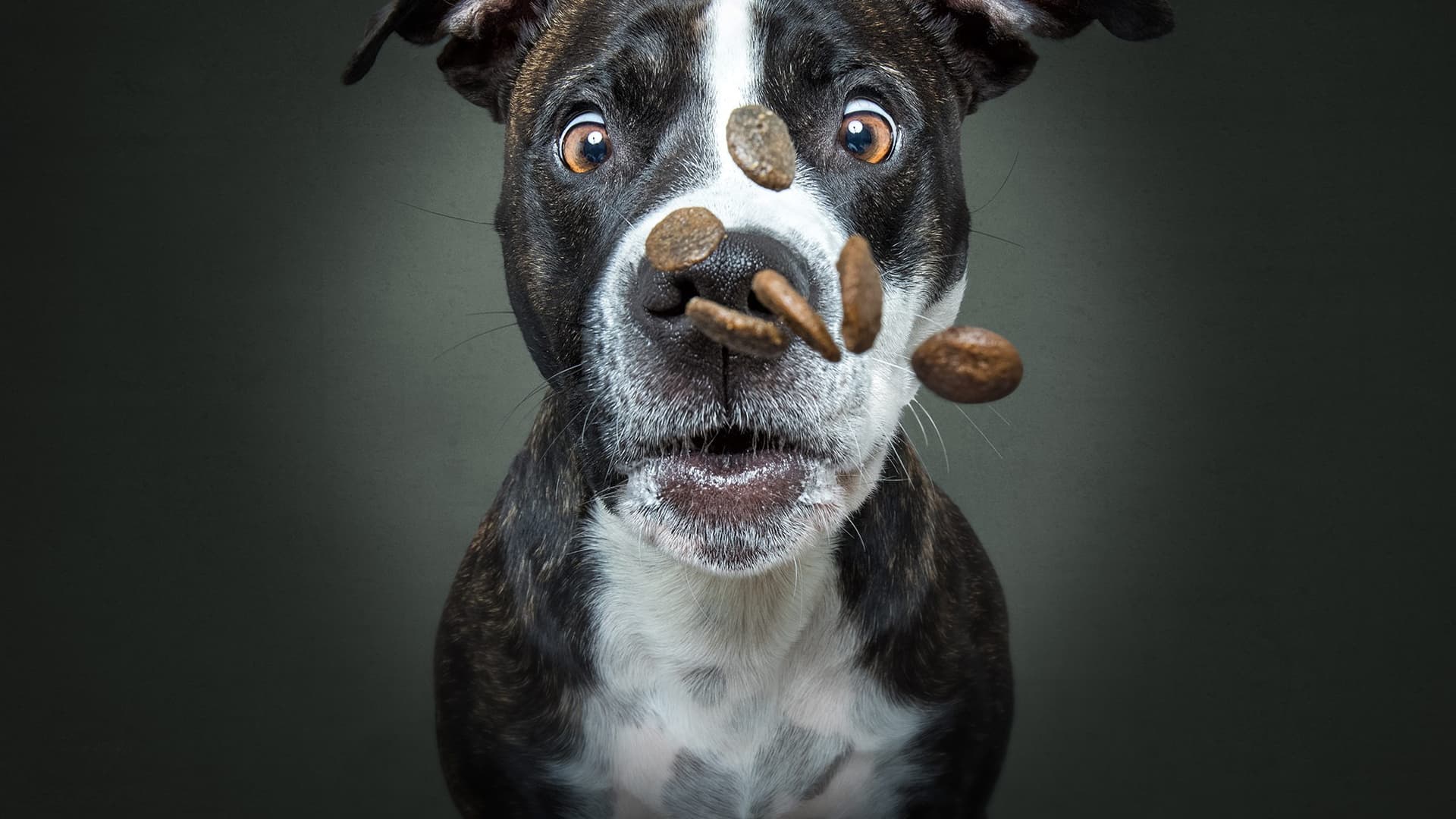 Dog enjoying treat