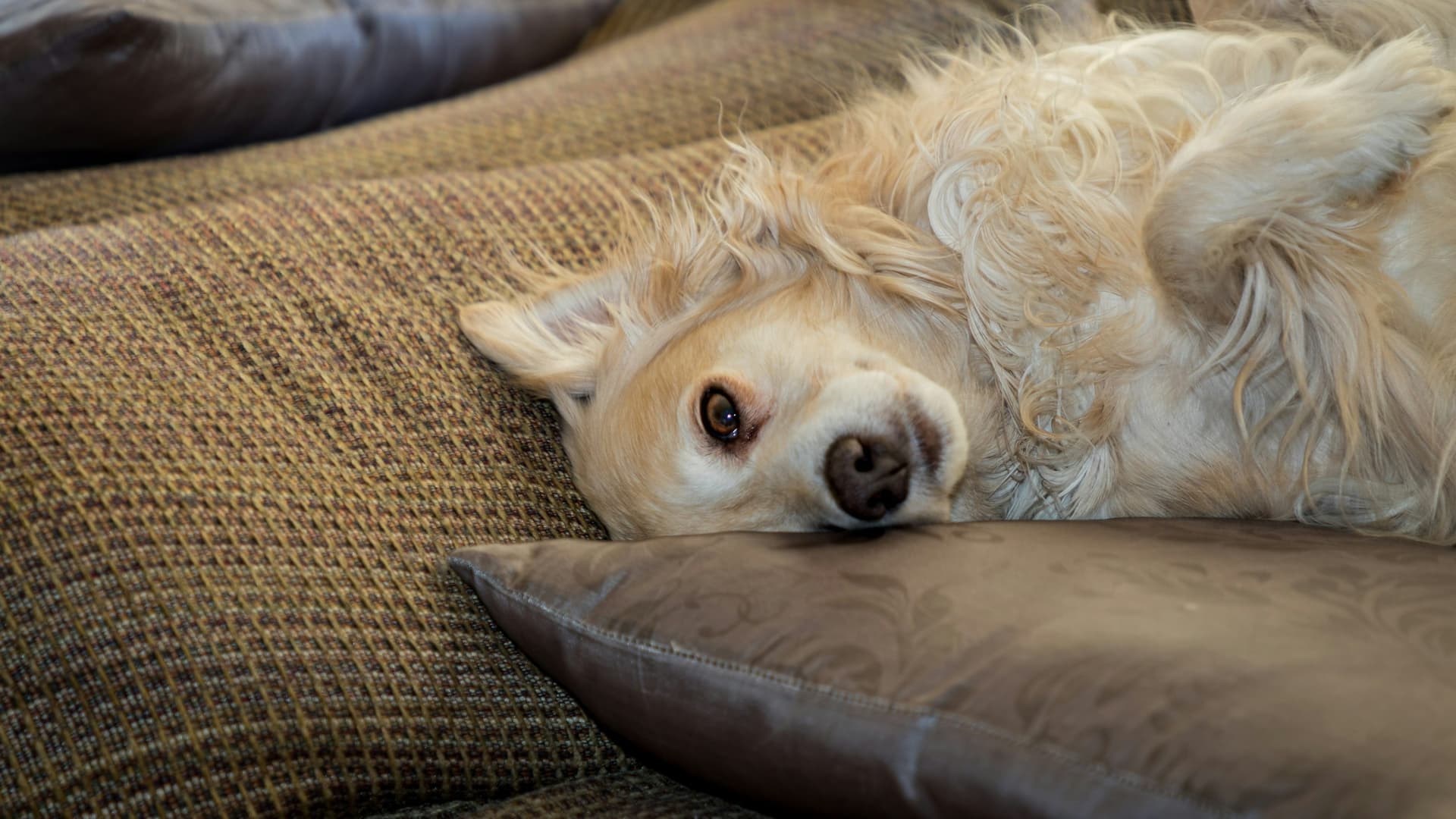 Calm relaxed dog