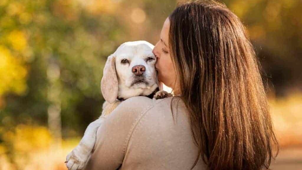 Pet scenario